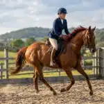 Jeune cavalière montant un cheval bai dans un manège