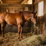 Cheval bai mangeant du foin dans une écurie